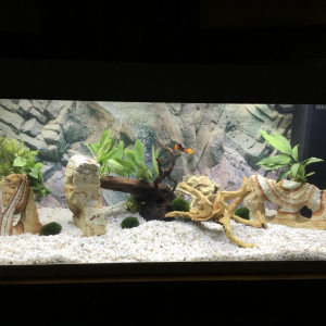 Aquarium