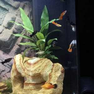 Publication de Flore