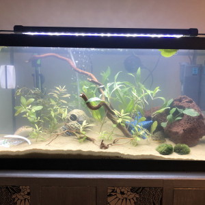 Aquarium communautaire
