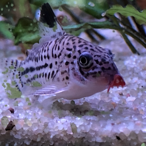 Publication de mireille-gillmann