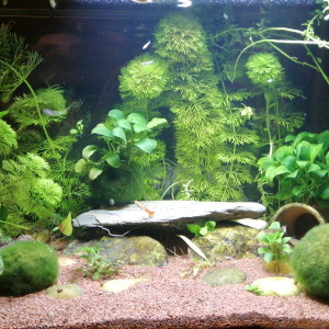 60l Femelle guppys