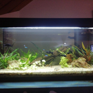 Publication de titiorny