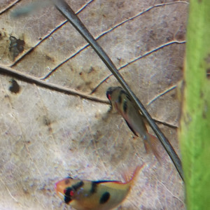 Publication de Fred8313