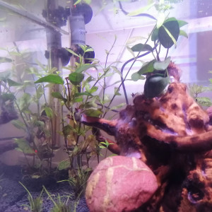 Publication de Louvic2