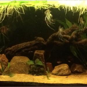 Publication de rog973