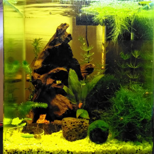 Nano 20