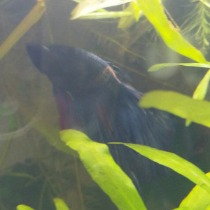 Publication de Cicam83