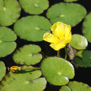 Nymphoides peltata