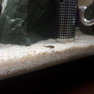 Publication de ColisaDUBOUCHON