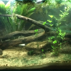 Publication de rog973