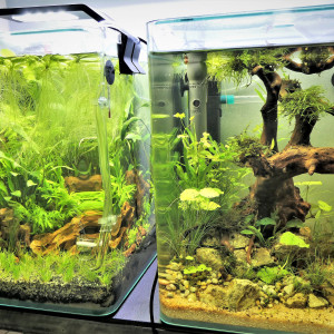 Publication de KGM444