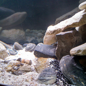 Publication de skullman