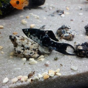 Publication de RoseRose