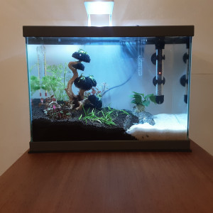 Betta