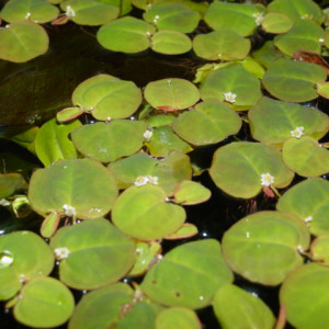 Phyllanthus fluitans