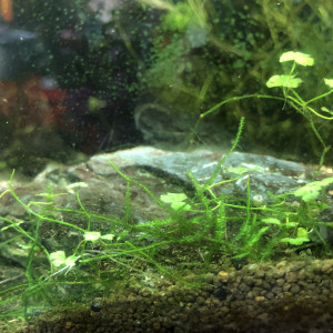 Publication de MayaB