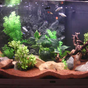 Publication de greguss02110