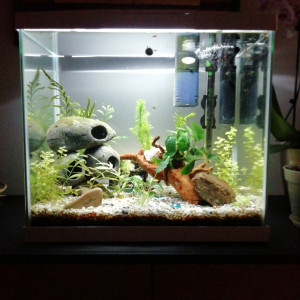 1er aquarium
