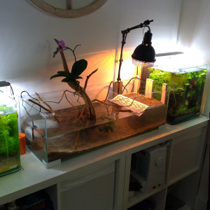 Publication de Saykeer