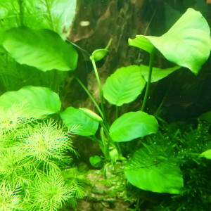 Publication de TortueGeniale91