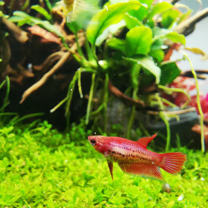 Publication de Lagraph