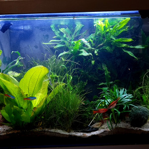 60l