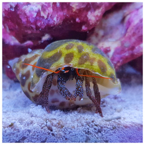 Publication de Artilm