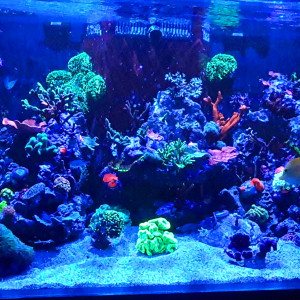 Publication de Baloo