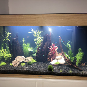 Publication de Baptistelaligant