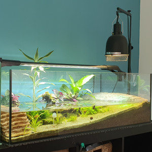 Tortue 100 litres