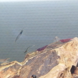 Publication de Bat14