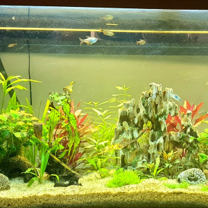 Publication de Shiva034