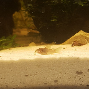 Publication de Mevew