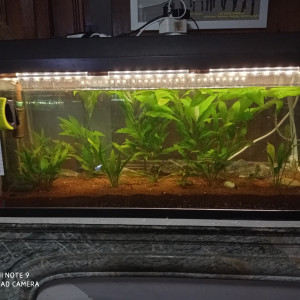 Publication de megados