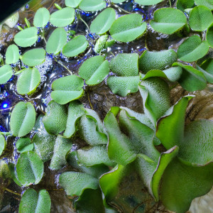 Publication de Patricya