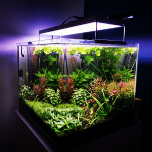 1er aquascape