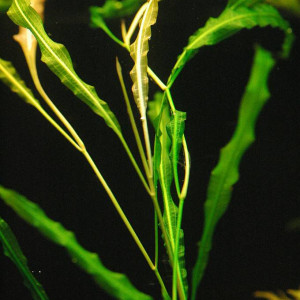 Potamogeton wrightii