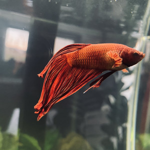 Publication de Aurelili