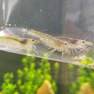 Publication de Warko