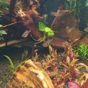 Publication de Warko