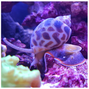 Publication de Artilm