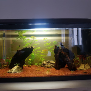 Publication de Antoin