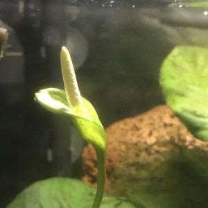 Publication de Db63100