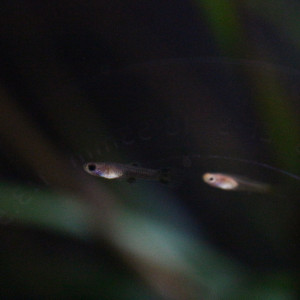 Publication de MarleneMLX