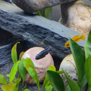 Publication de Jerluma