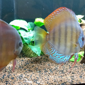 Publication de phil67