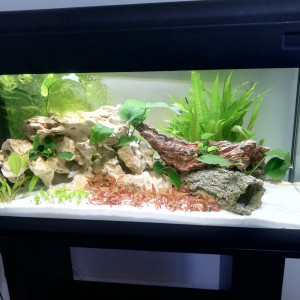Aquarium eau douce