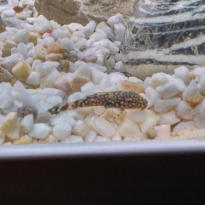 Publication de skullman