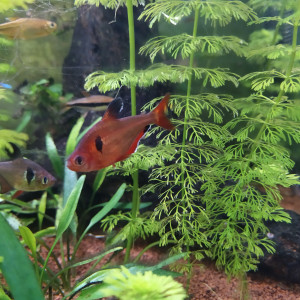 Publication de Stefpicard