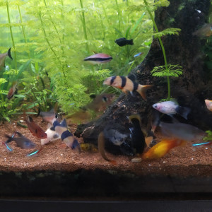 Publication de Stefpicard